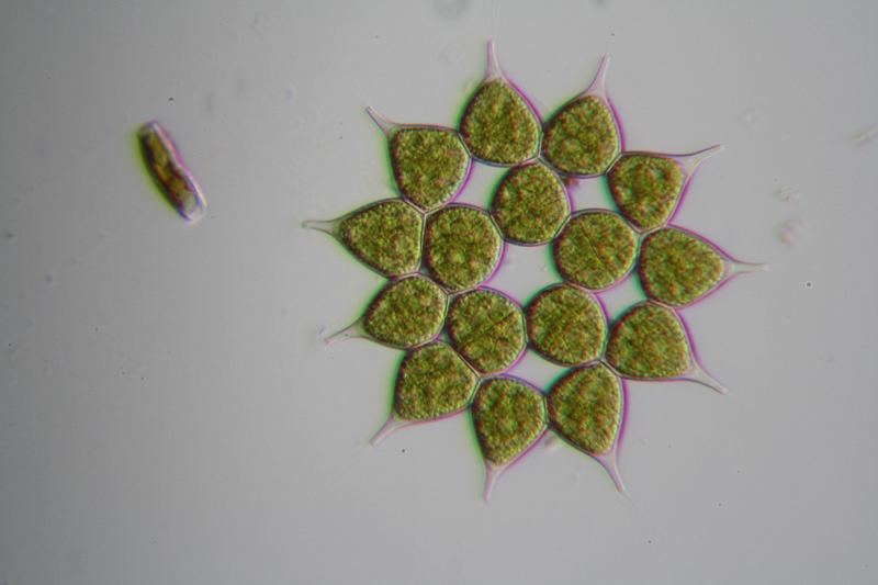 Pediastrum sp.